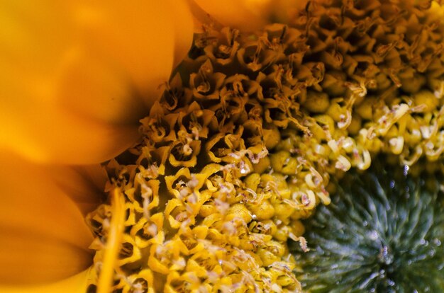 Foto close-up di un fiore giallo