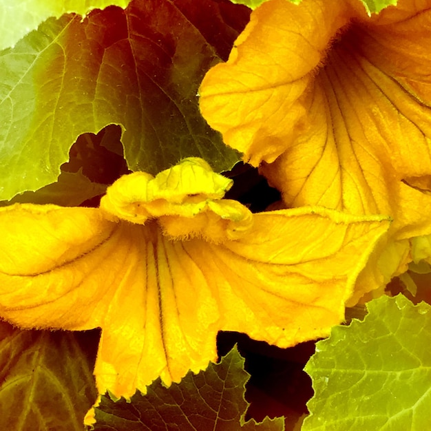 Close-up of yellow flower