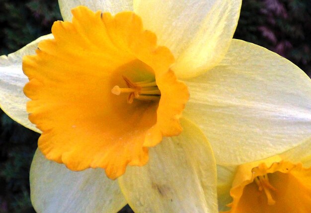 Close-up of yellow flower