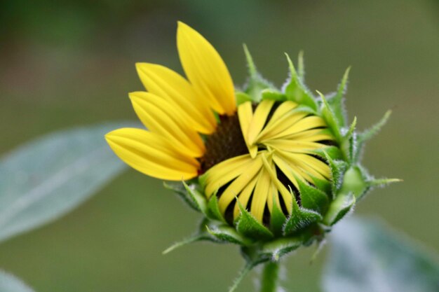 Close-up of yellow flower