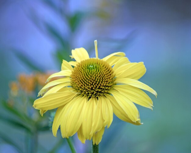 Photo close-up of yellow flower