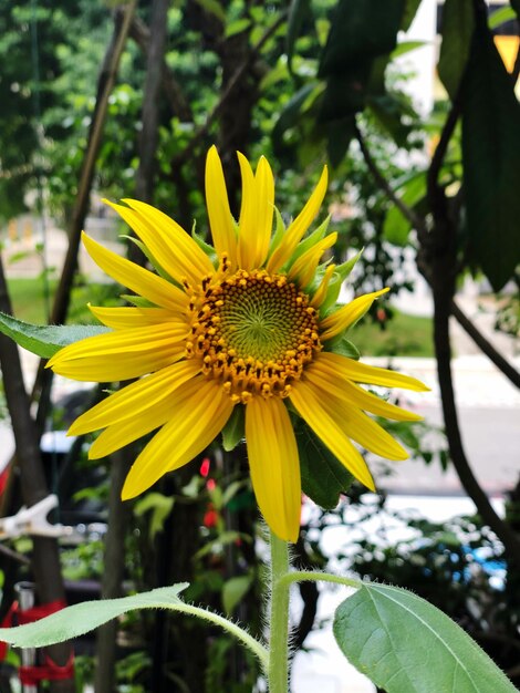 Close-up of yellow flower