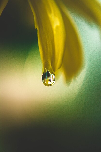 Close-up of yellow flower