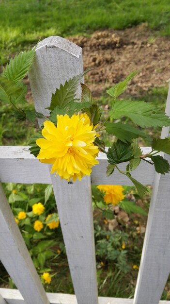 Close-up of yellow flower