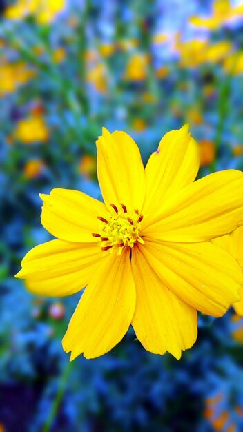 Close-up of yellow flower