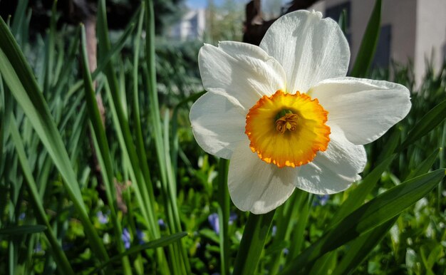 Foto close-up di un fiore giallo