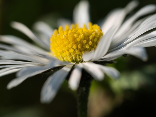 Close-up of yellow flower