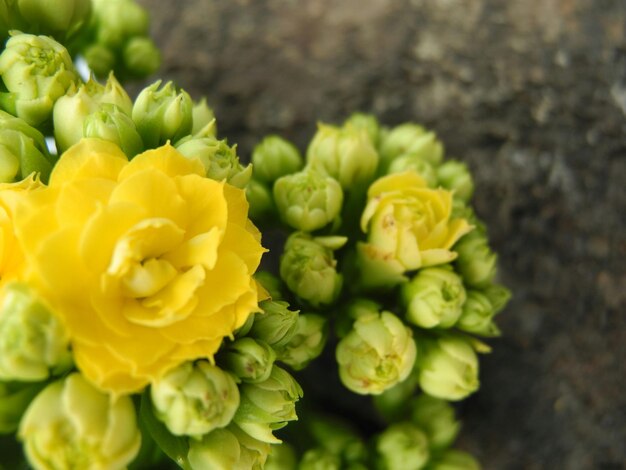 Close up of yellow flower