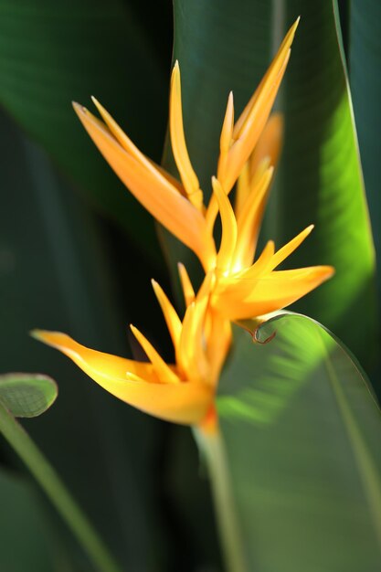 Photo close-up of yellow flower