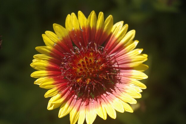 Close-up of yellow flower