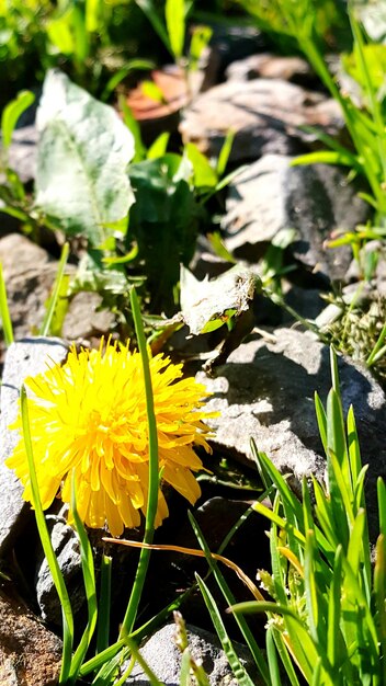 Close-up of yellow flower