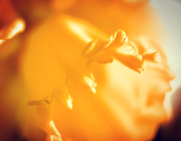 Close-up of yellow flower