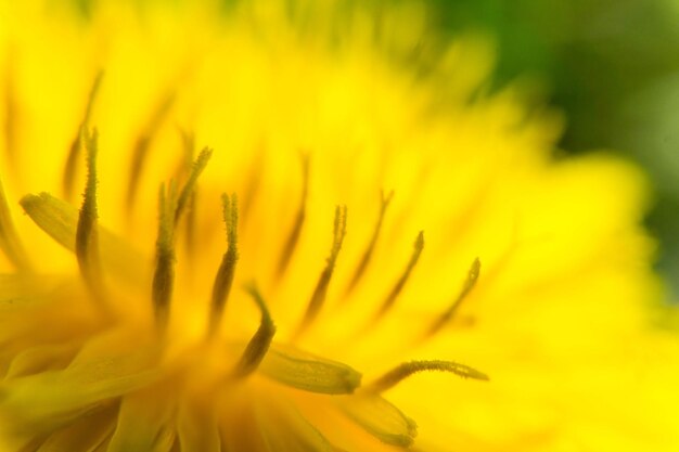 Close-up of yellow flower