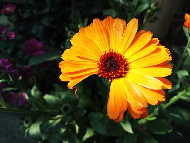 Photo close-up of yellow flower