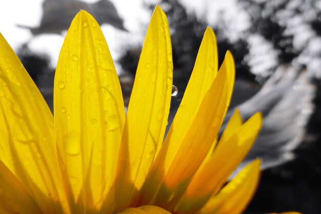 Close-up of yellow flower