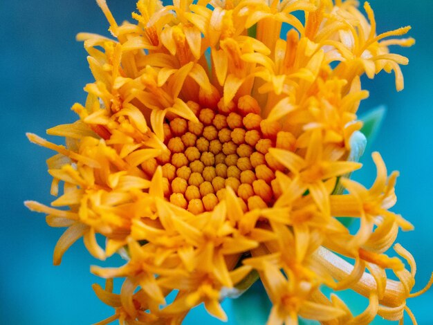 Close-up of yellow flower