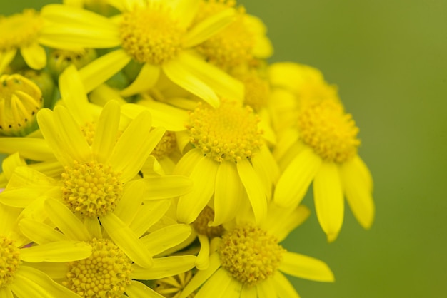 A close up of a yellow flower