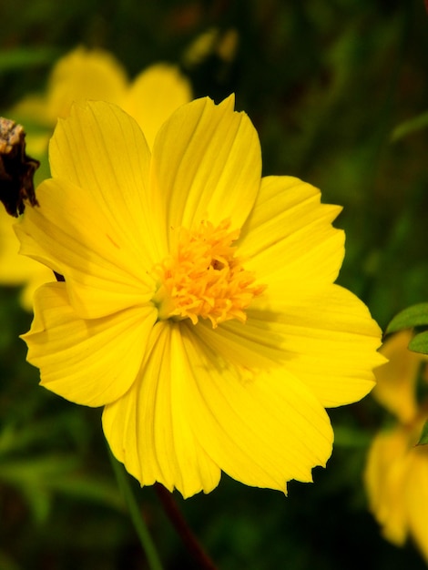 Close up yellow flower