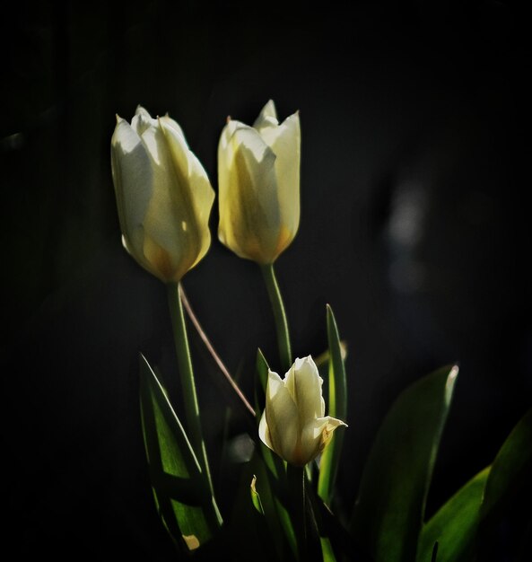 Close-up of yellow flowering plant against black background