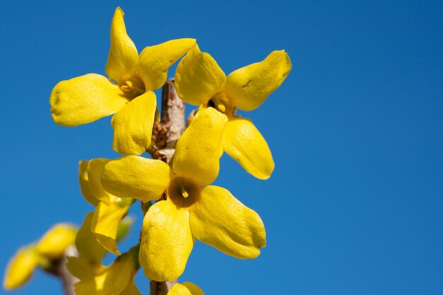 Close-up of yellow flowering plant against blue sky