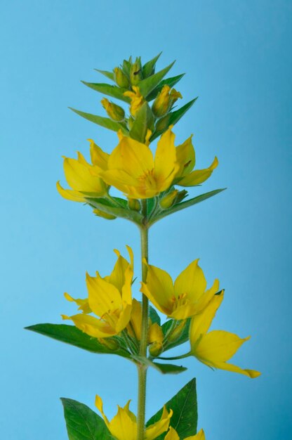 Close-up of yellow flowering plant against blue sky