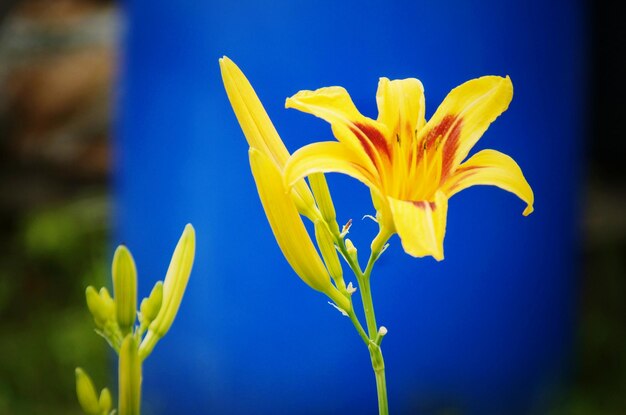 Foto close-up di una pianta a fiori gialli contro il cielo blu