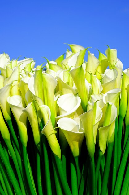 Close-up of yellow flowering plant against blue sky