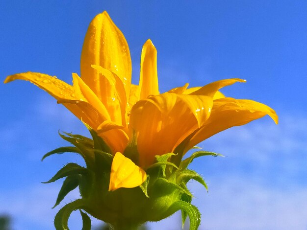 Close-up of yellow flowering plant against blue sky