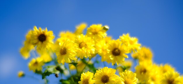 Close-up of yellow flowering plant against blue sky