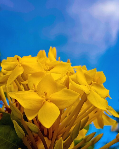 Close-up of yellow flowering plant against blue sky