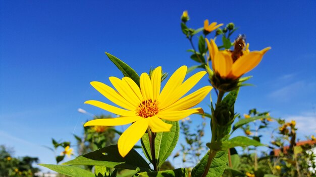 Close-up of yellow flowering plant against blue sky