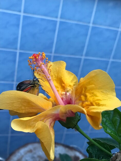 Close-up of yellow flowering plant against blue sky