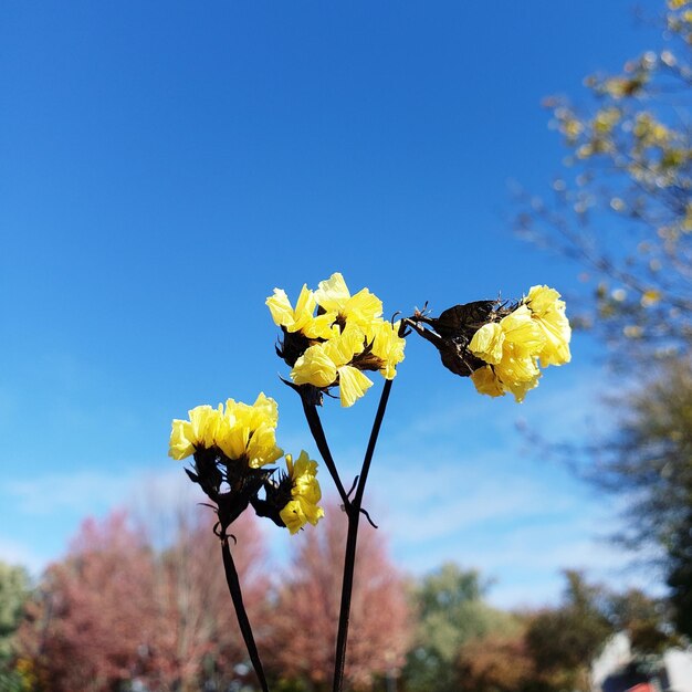 Close-up of yellow flowering plant against blue sky