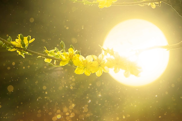 Foto close-up di una pianta a fiori gialli contro il sole brillante