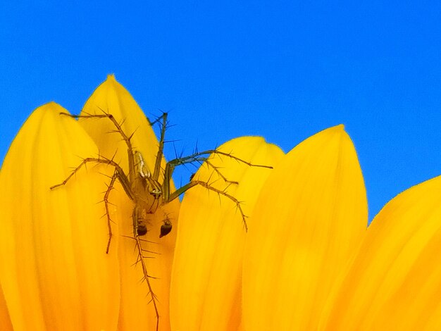 Close-up of yellow flowering plant against clear blue sky