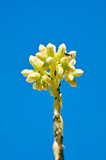 Close-up of yellow flowering plant against clear blue sky