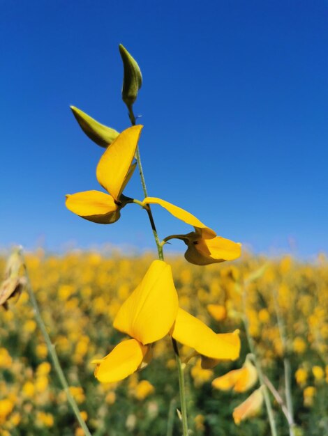 Close-up of yellow flowering plant against clear blue sky