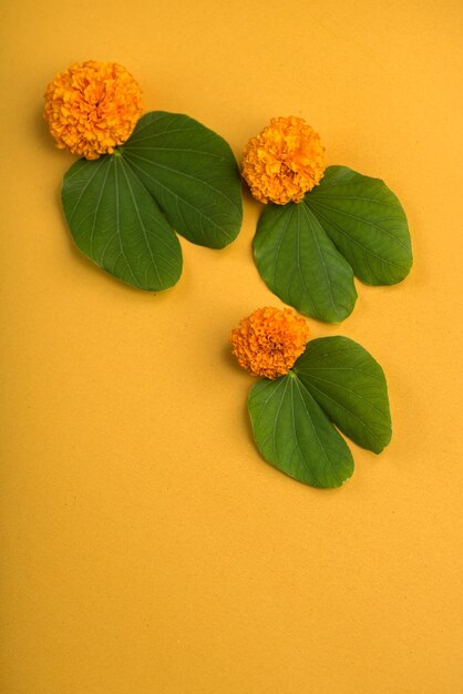 Close-up of yellow flowering plant against orange background