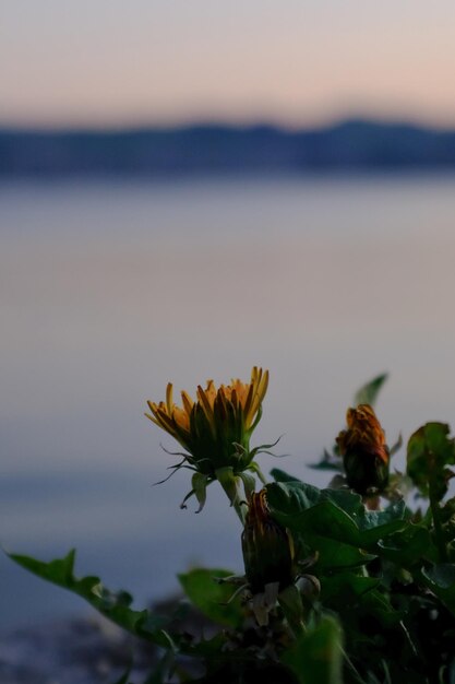 Foto close-up di una pianta a fiori gialli contro il cielo durante il tramonto