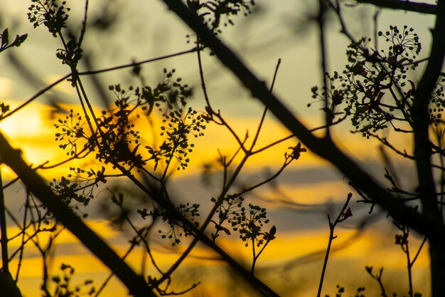 Close-up of yellow flowering plant against sky during sunset
