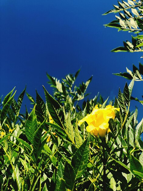 Close-up of yellow flowering plant against sky