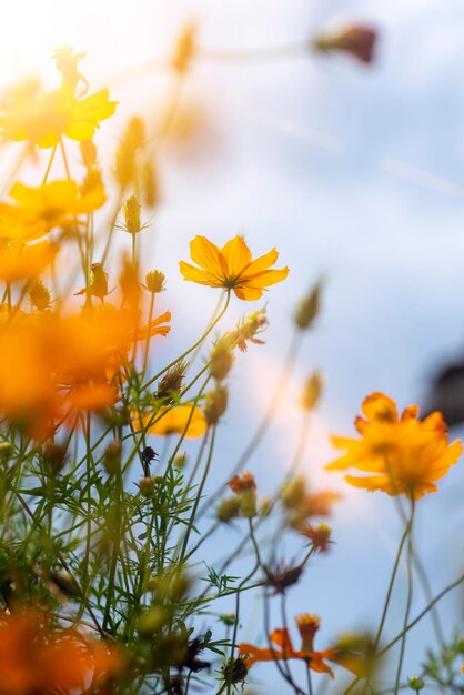 Close-up of yellow flowering plant against sky