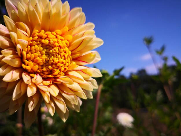 Close-up of yellow flowering plant against sky