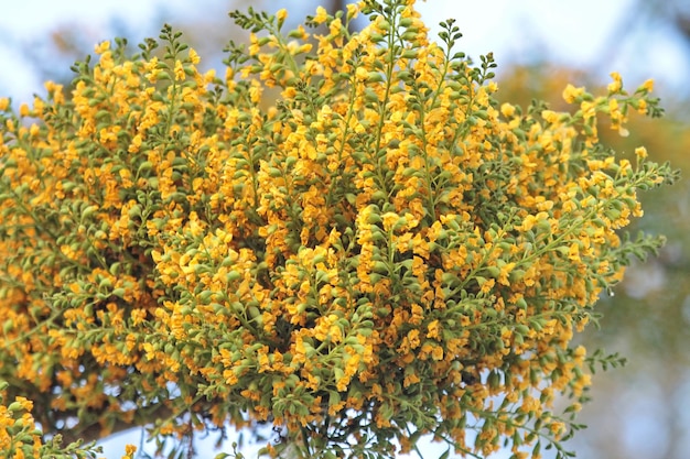 Foto close-up di una pianta a fiori gialli contro il cielo