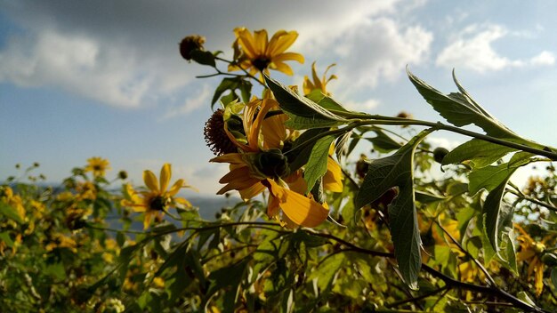 Close-up of yellow flowering plant against sky