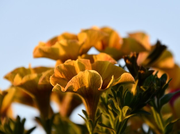 Close-up of yellow flowering plant against sky