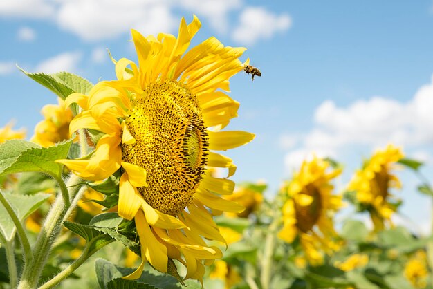 Close-up of yellow flowering plant against sky