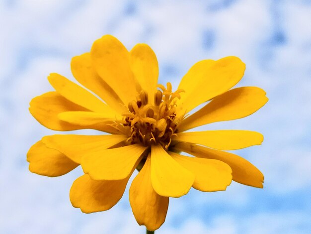 Close-up of yellow flowering plant against sky