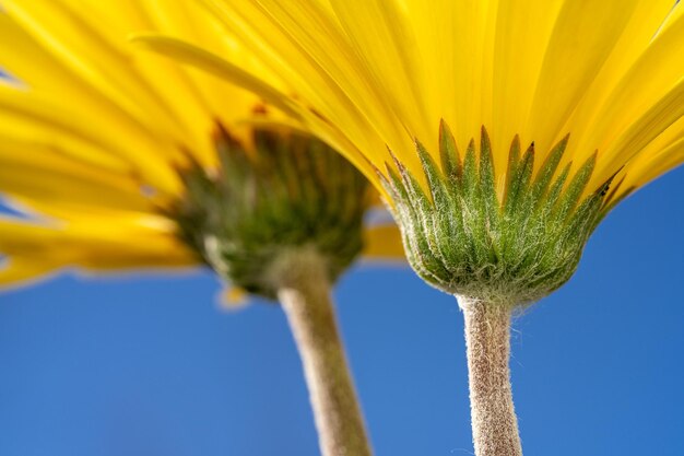 Foto close-up di una pianta a fiori gialli contro il cielo