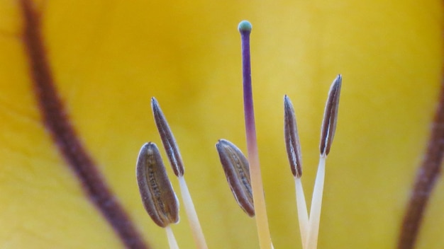 Foto close-up di una pianta a fiori gialli contro la parete